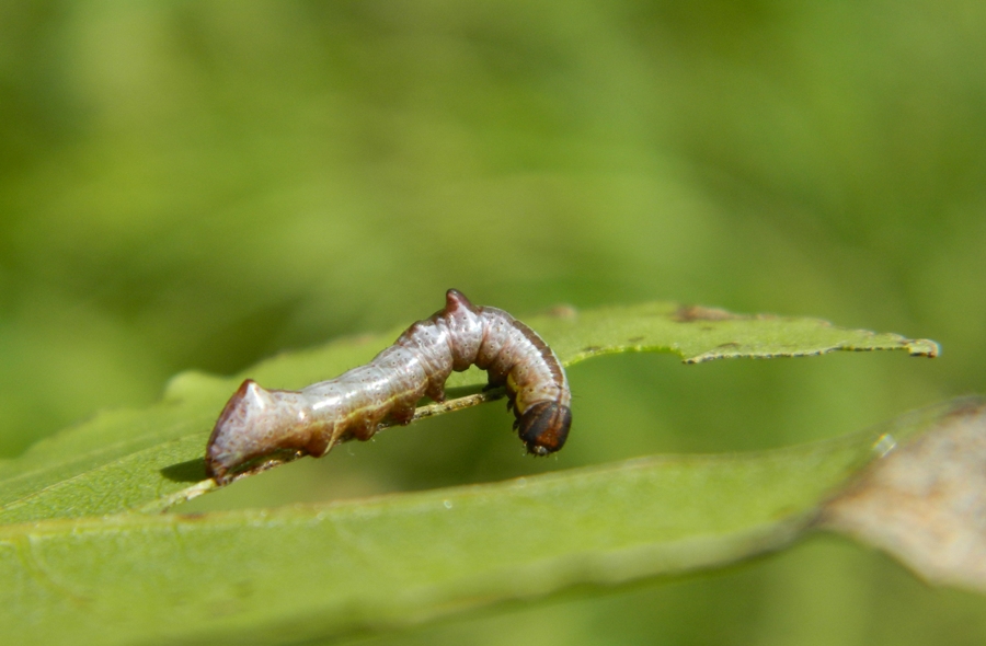 Ciclo vitale di Notodonta ziczac, Notodontidae